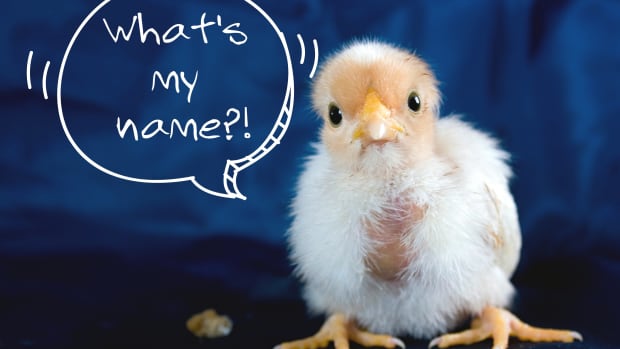 list-of-unique-chicken-names