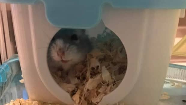 how-to-get-your-hamster-to-trust-you
