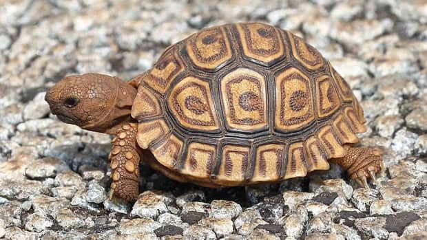 how-to-breed-your-leopard-tortoise