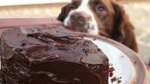 dog-ate-chocolate-5-things-you-should-do