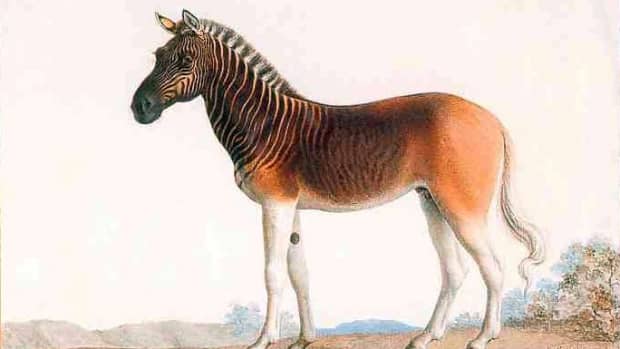 only-in-south-africa-the-quagga