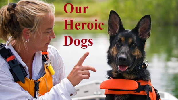 dogs-that-save-lives-facts-about-search-and-rescue-dogs