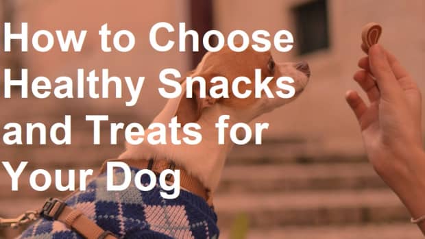 how-to-choose-healthy-snacks-and-treats-for-your-dog