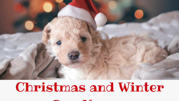 winter-and-christmas-dog-names
