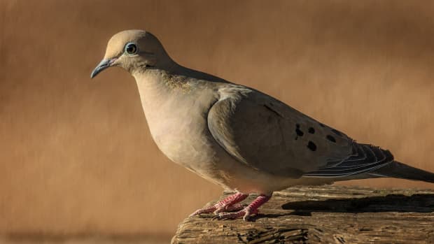 mourning-doves