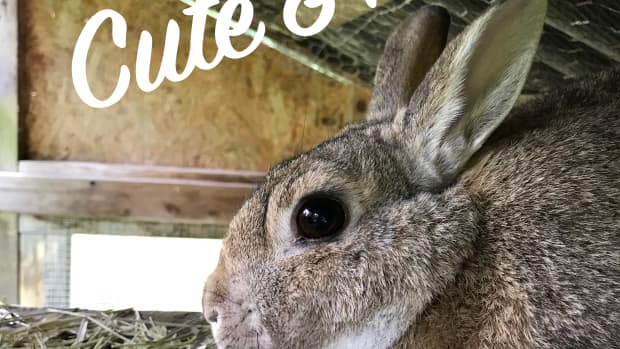 bunny-rabbit-names