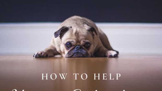 ways-to-help-a-grieving-dog