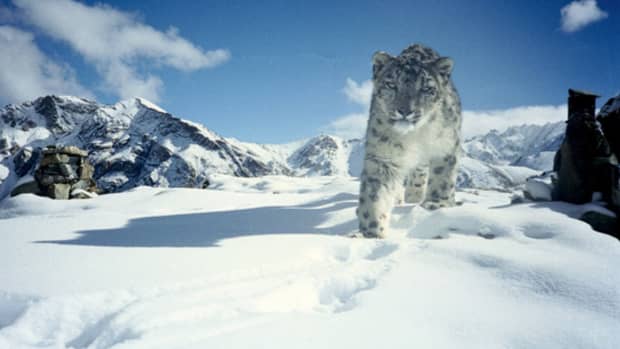 top-10-facts-about-snow-leopard