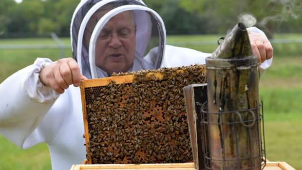 what-do-beekeepers-do-in-spring