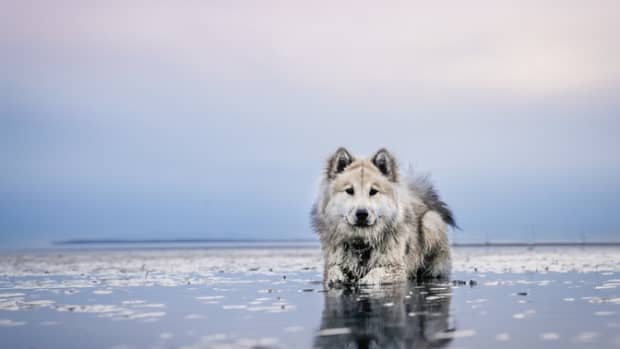 tips-to-keep-your-dog-safe-at-the-beach