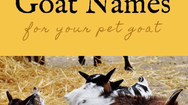 goat-names