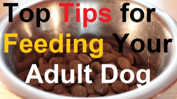 top-tips-for-feeding-your-adult-dog