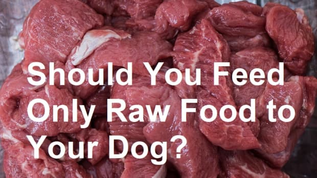 the-pros-and-cons-of-a-raw-food-diet-for-your-dog