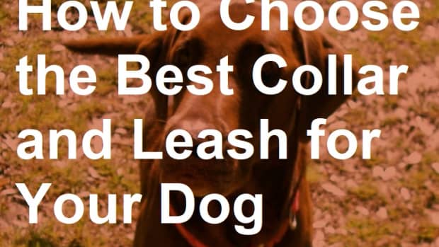 which-collar-and-leash-should-you-get-for-your-dog