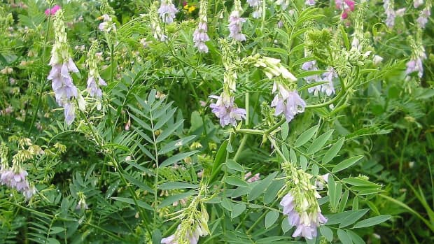 goats-rue-and-metformin-plant-facts-and-medication-action