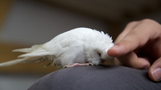 your-guide-to-your-first-pet-albino-budgie