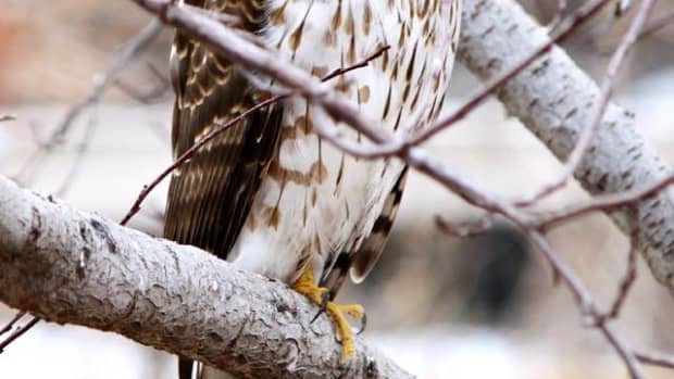 how-to-distinguish-a-coopers-hawk-from-a-sharp-shinned-hawk