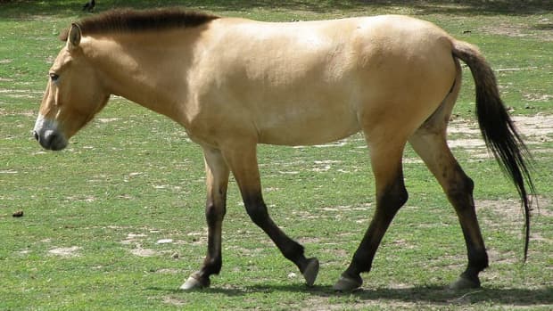 an-intro-to-equine-coat-color-genetics