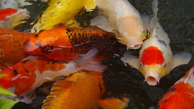 top-5-benefits-youll-get-from-owning-pet-koi