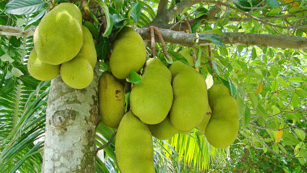 jackfruit-facts-cacao-trees-and-a-replacement-for-cocoa