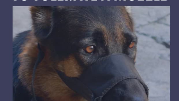 how-to-train-your-dog-to-wear-a-muzzle