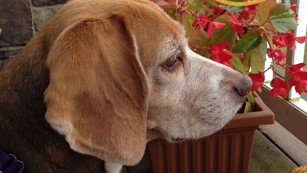 names-for-beagles