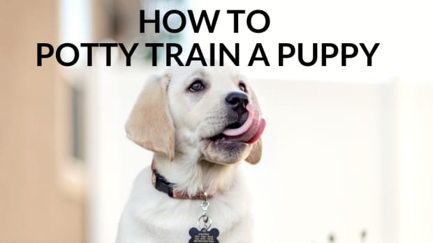 how-to-potty-train-your-puppy-if-you-work-all-day