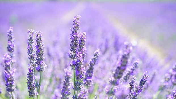 the-benefits-and-uses-of-lavender-essential-oil-must-have-oils-1-of-10