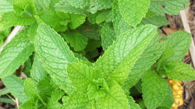 the-benefits-and-uses-of-peppermint-essential-oils