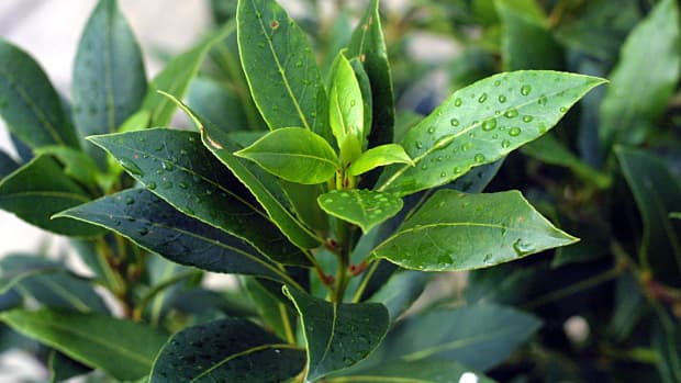 the-health-benefits-of-bay-leaves