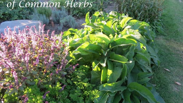 healing-properties-of-common-herbs