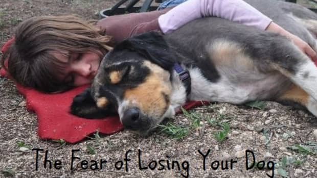 anticipatory-grief-pre-grieving-your-dogs-loss