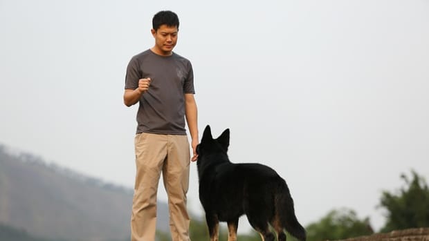 how-to-become-a-dog-trainer-from-certification-to-apprenticeship