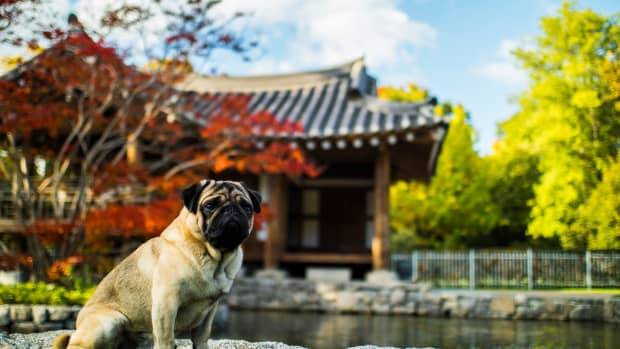 this-history-of-pugs-in-ancient-china