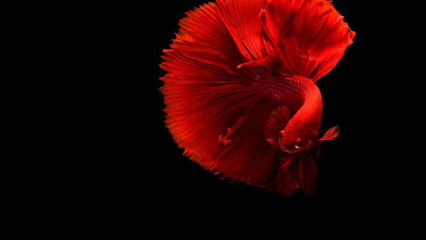 Why You Should Not Keep a Betta Fish in a Bowl - PetHelpful