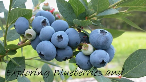 exploring-blueberries-and-huckleberries