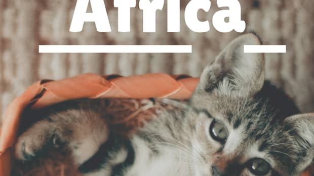 awesome-african-cat-names