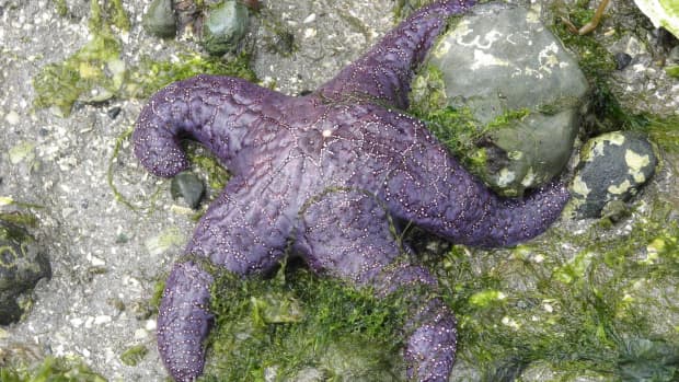 oChre-或purple-sea-star and-wasting-or-melting-Disease