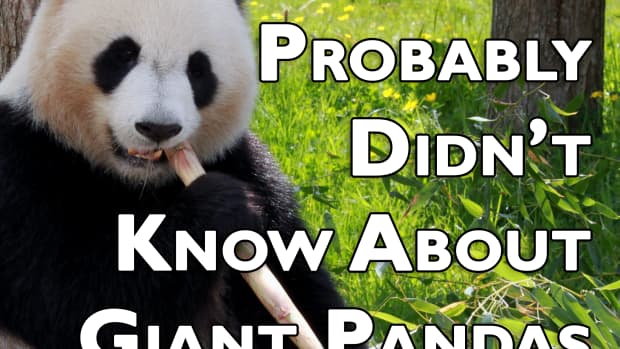 10-things-you-probably-didnt-know-about-giant-pandas