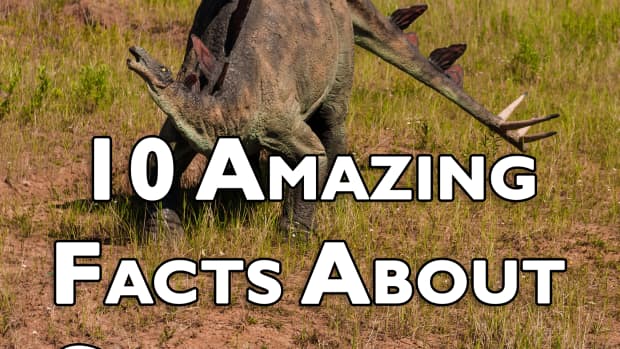 10-杰出的事实 - 统治者 -  ten-things-things-things-things-bot-didnt-didnt-about-about-stegosaurus