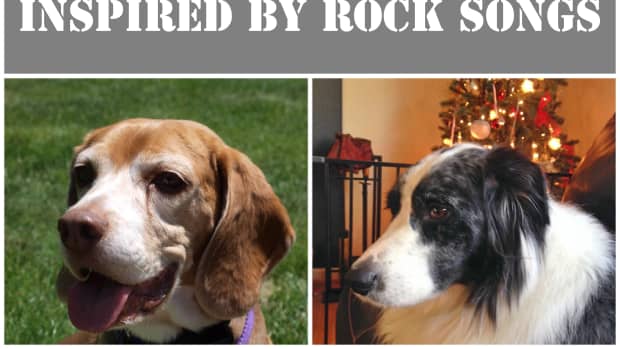 awesome-unique-dog-names-inspired-by-rock-music-songs