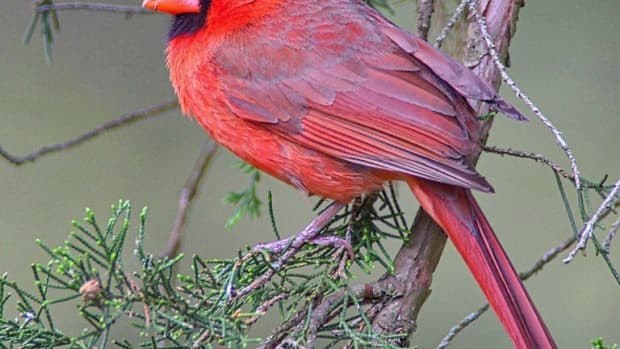 how-to-attract-winter-birds-to-your-yard