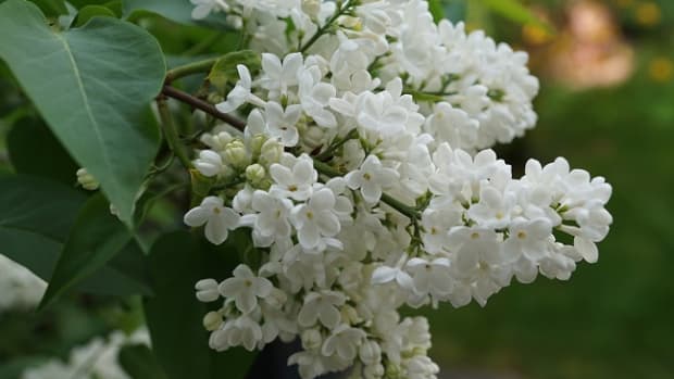 white-lilacs