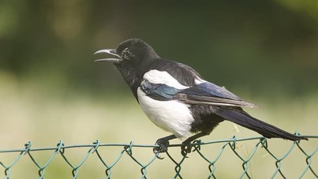 the-folklore-of-magpies