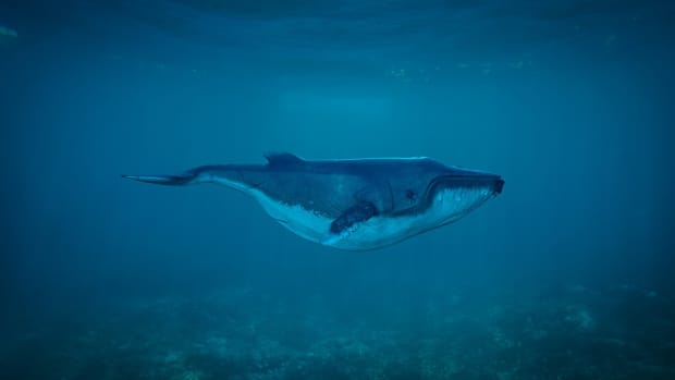 fun-facts-about-whales