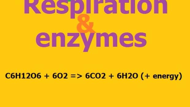 biology-for-kids-respiration-and-enzymes