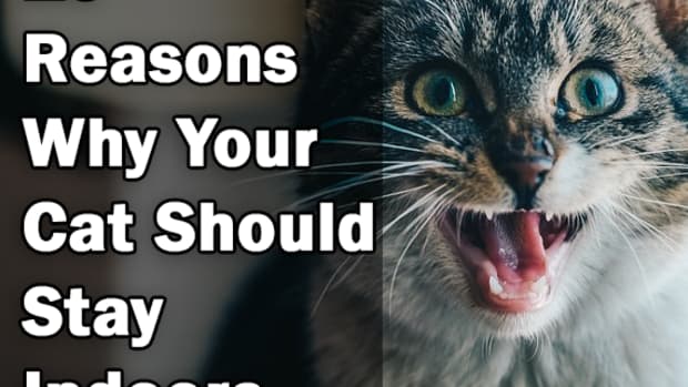 10-reasons-why-your-cat-should-be-an-indoor-only-cat