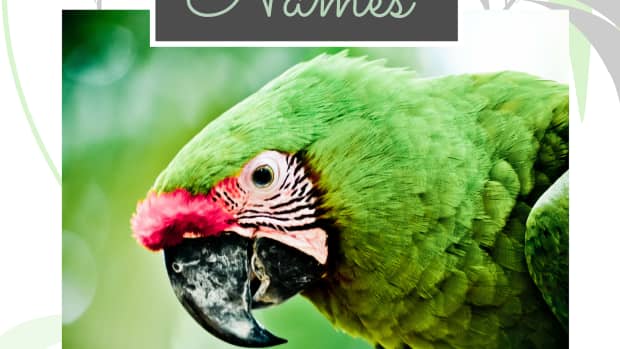 parrot-bird-names