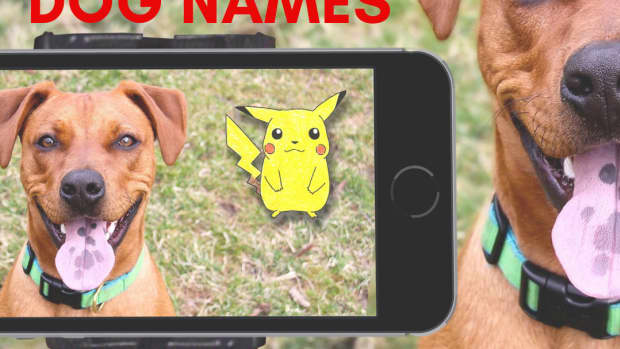 100-pokemon-dog-names