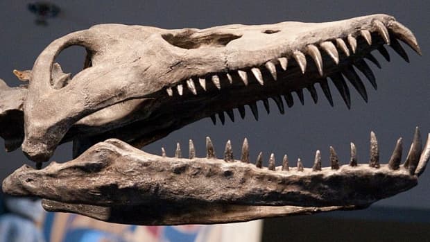 前7 Quick-Quirky-Facts-about-plysiosaurs